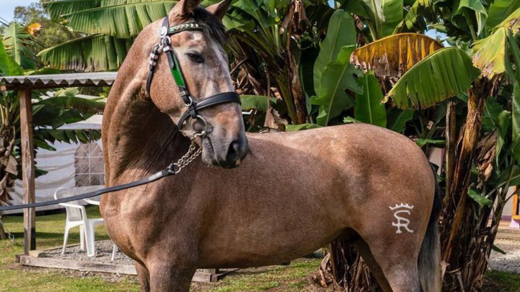tubería Memoria Mal humor Maluma cumple su deseo con un hijo de Yucatán, el caballo campeón de Sergio  Ramos: "Horizonte"