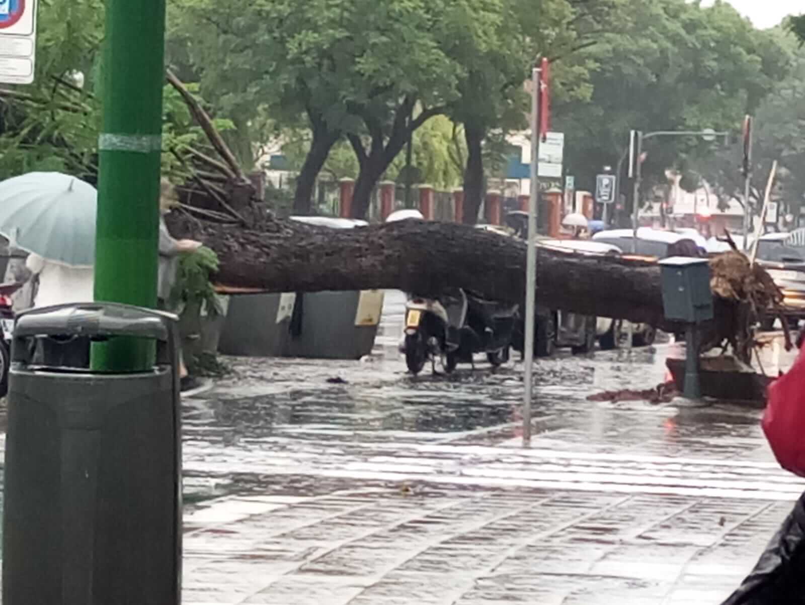 Un árbol caído en la Calle Luis Montoto.