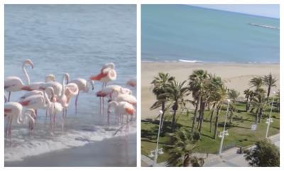 Una colonia de flamencos, en la playa de La Misericordia (Fotos: Noemí Tudela).
