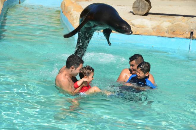 Actividad con leones marinos en El Castillo de Las Guardas.