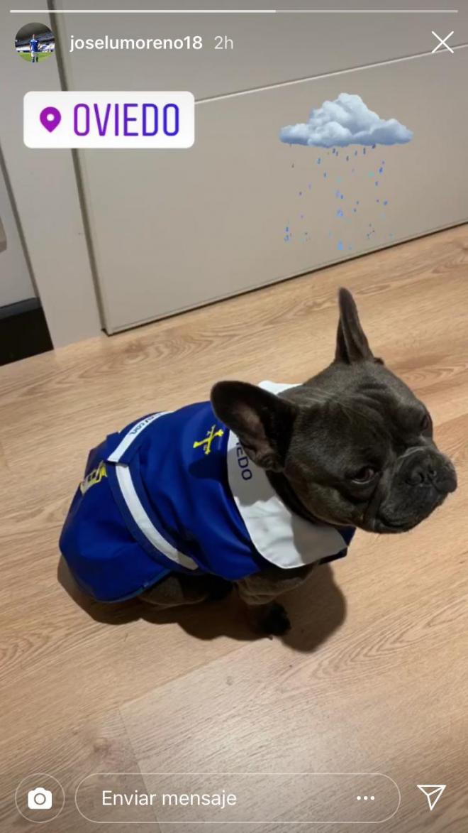 Pepín, el perro de Joselu, ataviado del Real Oviedo (Foto: @joselumoreno18).