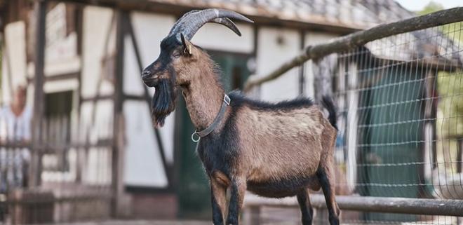 Hennes IX, la nueva cabra mascota del Colonia.