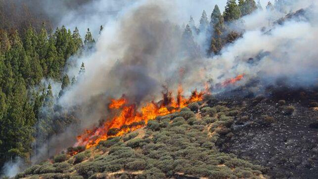 Imagen del incendio que arrasa con parte de la isla de Gran Canaria (Foto: EFE).
