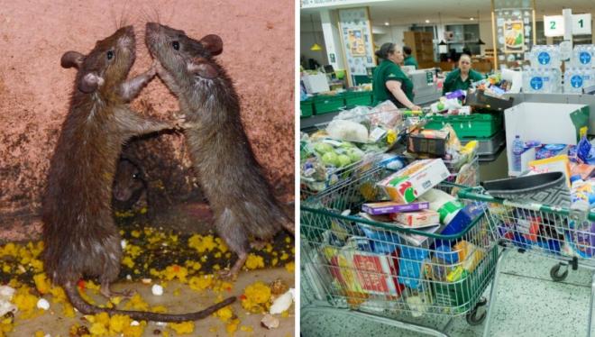 Las ratas en el excesivo almacenamiento de comida del Reino Unido.