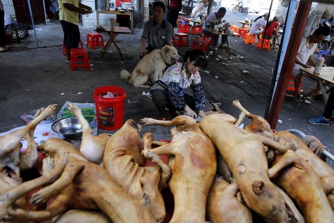 Perros en un mercado chino (Foto: EFE).