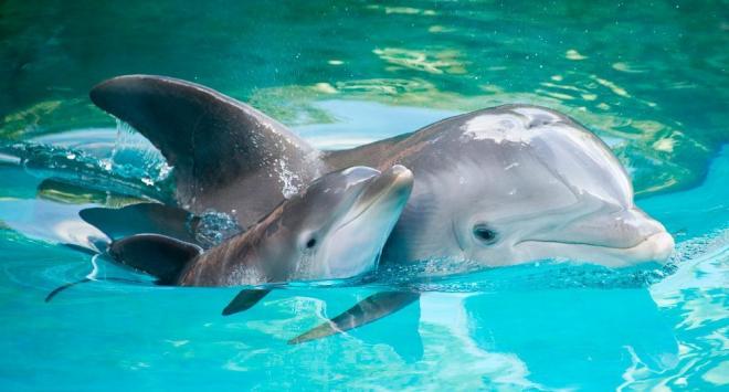 Un delfín junto a su cría.