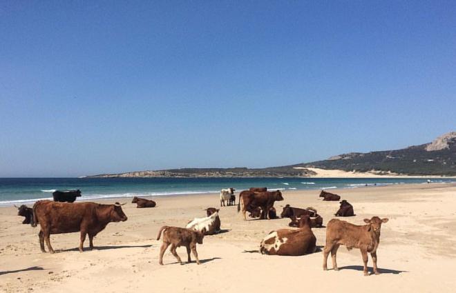 Vacas en la playa de Bolonia, en Tarifa (Foto: @acuboc).
