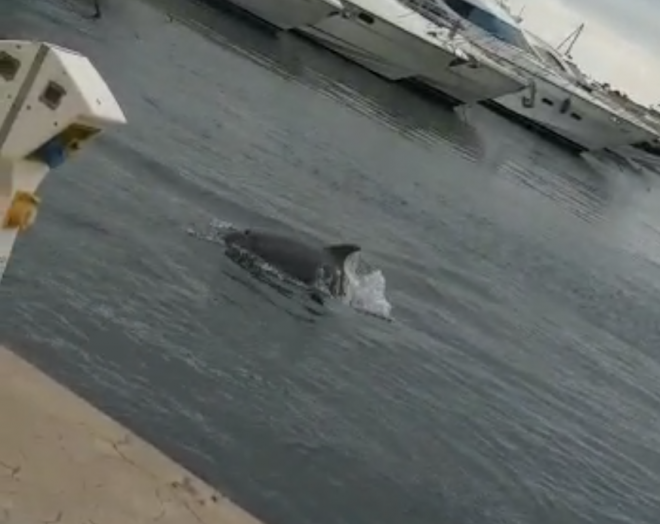 Aparecen delfines en Valencia.