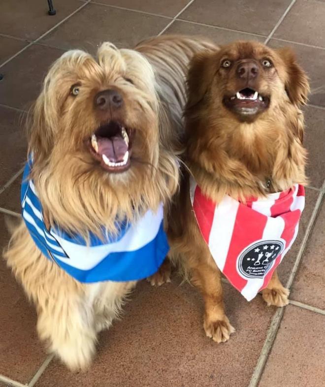 Dos perros ataviados con las camisetas de cada uno de los finalistas.