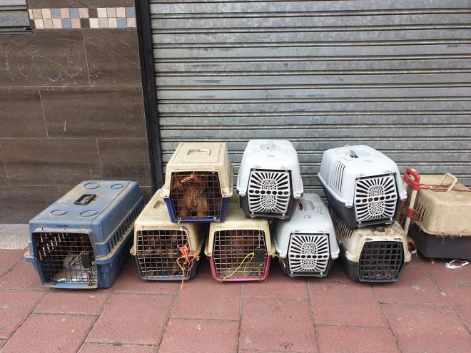 Perros recogidos por la Policia Municipal en el centro de Valladolid.