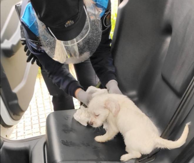 Cachorro rescatado por la Policía Local de A Coruña (Foto:@Policia_Coruna)