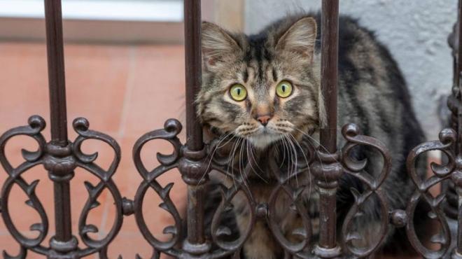 Un gato se asoma al balcón de una vivienda de Jaén (FOTO: EFE).