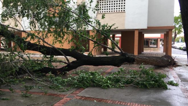 Un árbol arrancado de cuajo en la barriada de La Paz.