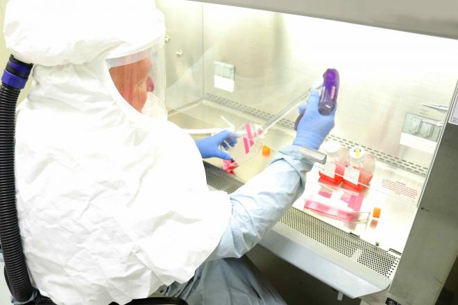 Un microbiólogo investigador recolecta muestras de coronavirus en un laboratorio de Bioseguridad.