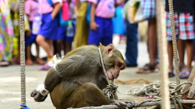 Un 'mono ladrón', detenido en la India.