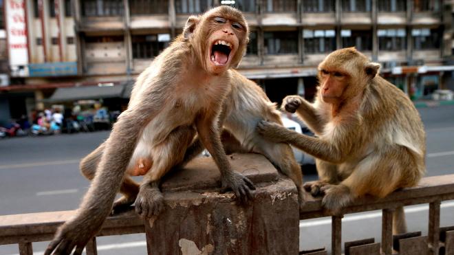 Un mono, en posición agresiva frente a la cámara.