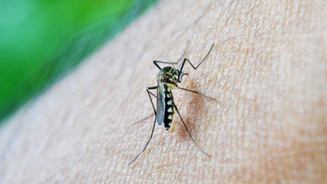 Un mosquito picando a una persona (Foto: EFE).