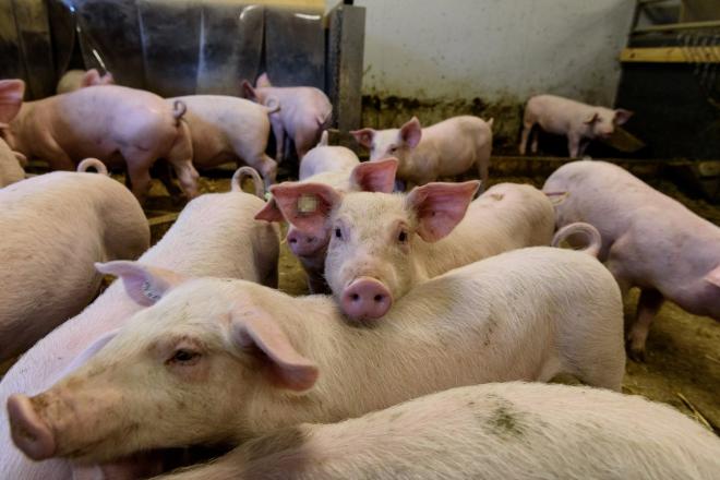 Unos cerdos en una granja (Foto: EFE).