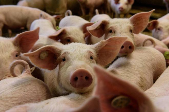 Imagen de archivo: los cerdos, portadores del nuevo virus (Foto: EFE).