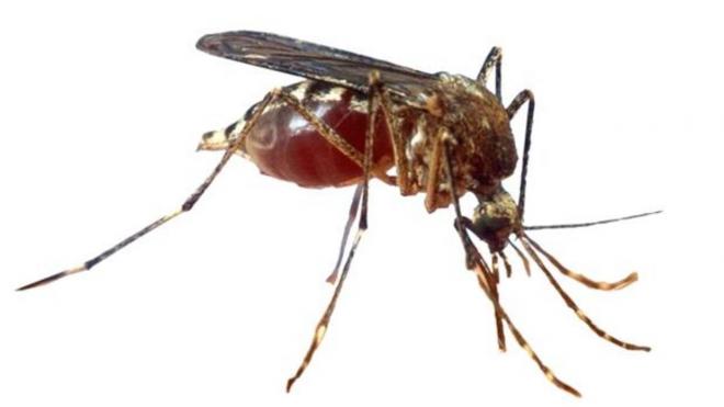 Mosquito que acecha a la provincia del Sevilla.