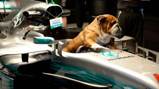Roscoe, el perro de Lewis Hamilton, subido al Mercedes de su dueño.