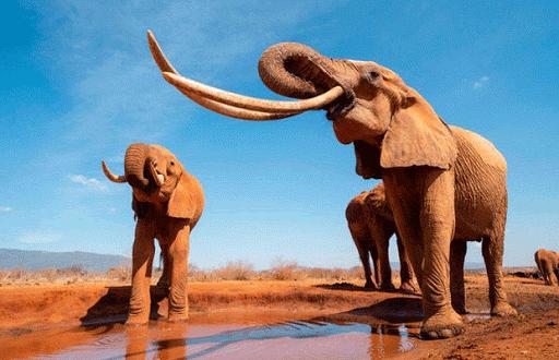 Elefantes gigantes.