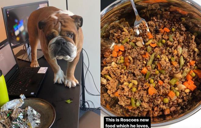 La nueva comida de Roscoe, el perro vegano de Lewis Hamilton.