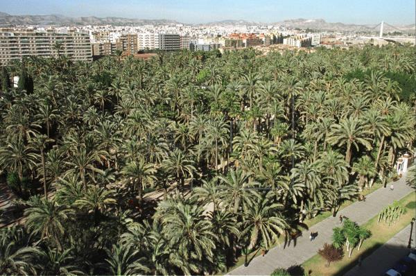 Palmeral de Elche (Foto: EFE)