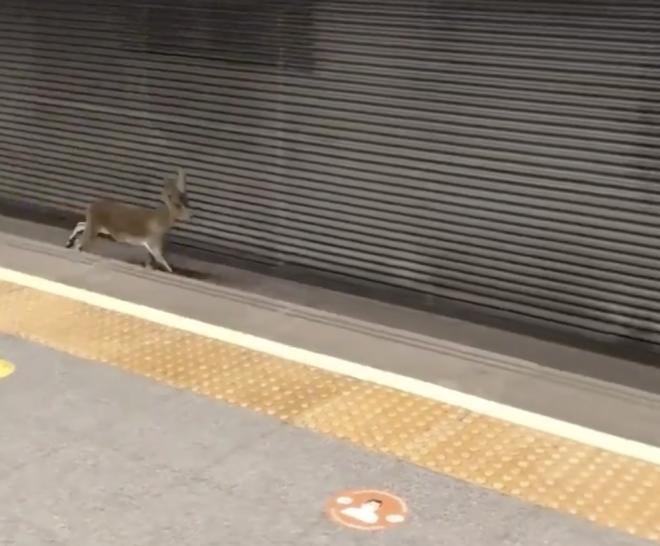 Un corzo corre por el metro de Valencia