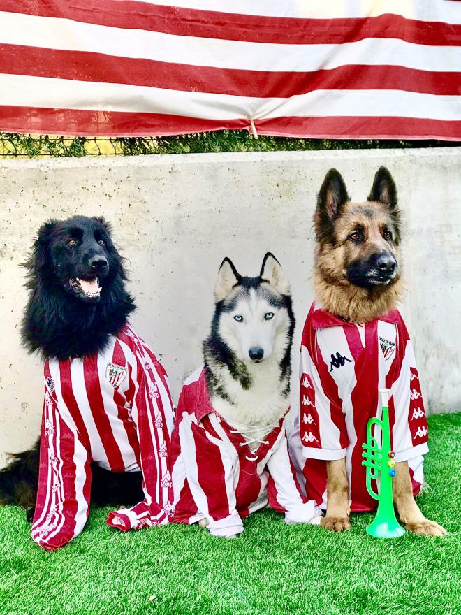 Los perros del 'Desmarcado' Mikel Bizar posan alineados con trompeta incluida para las finales del Athletic Club.