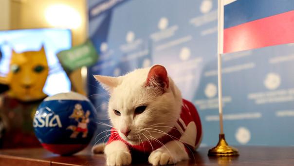 El gato Aquiles, durante el Mundial de Rusia.