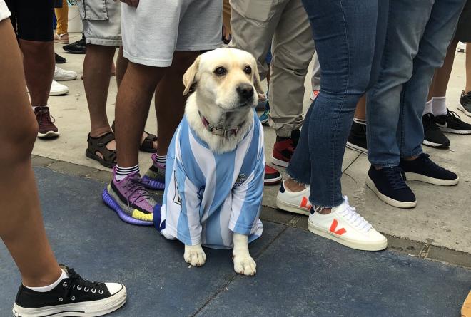 El perro malaguista que ha enamorado a la afición.