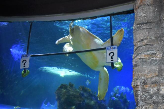 'Yellow', la tortuga que pronostica la final de la Champions. (Foto: Sea Life Benalmádena)