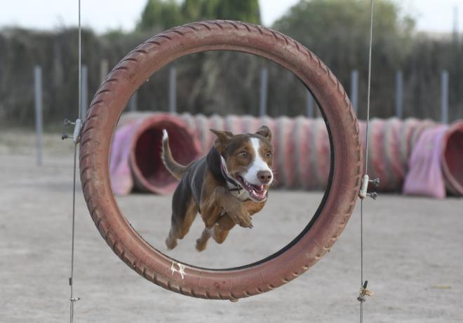 Uno de los perros de Adecan Córdoba atraviesa el aro de un salto (Foto: Kiko Hurtado).