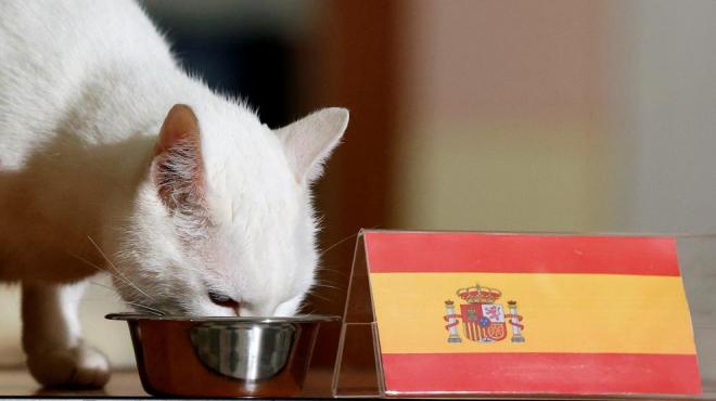 El gato sordo Aquiles comiendo del cuenco de España durante el Mundial de Rusia (Foto: EFE).