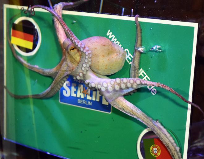 La hembra Regina, congénere del pulpo Paul en el Sea-Life-Aquarium de Berlin (Foto: Cordon Press).