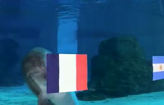 El delfín Nicholas escoge a Francia como ganadora del Mundial.