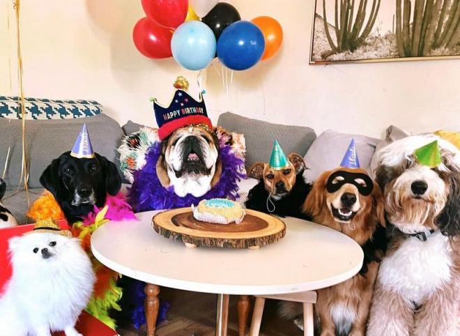 Rosceo, el perro de Hamilton, celebrando su cumpleaños (Foto: Redes Sociales).