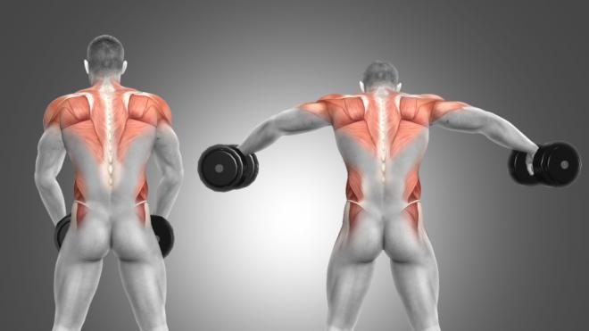 Fortalecer el deltoides posterior es importante ya que juega un papel clave en la estabilidad del hombro.