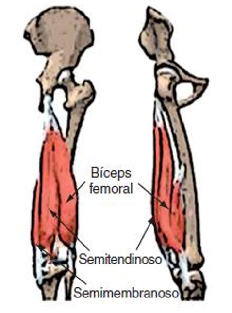 Los isquiotibiales están formados por tres músculos. (TFG. Facultad de Fisioterapia de Soria)