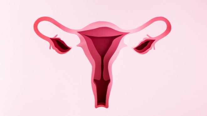 Sistema reproductor femenino (Freepik)