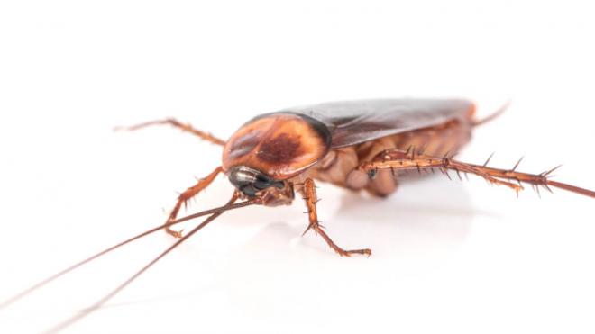 Cucaracha (Freepik)