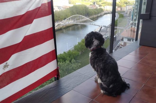 Un perro espera la llegada de la Gabarra del Athletic cerca de la Ría (Foto: DMQ Bizkaia).