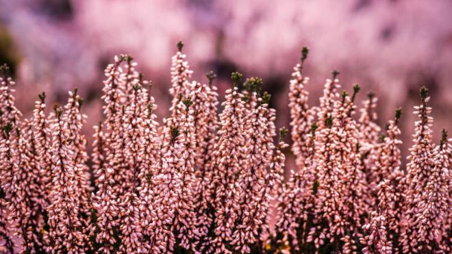 Primer plano de flores de brezo (Freepik)