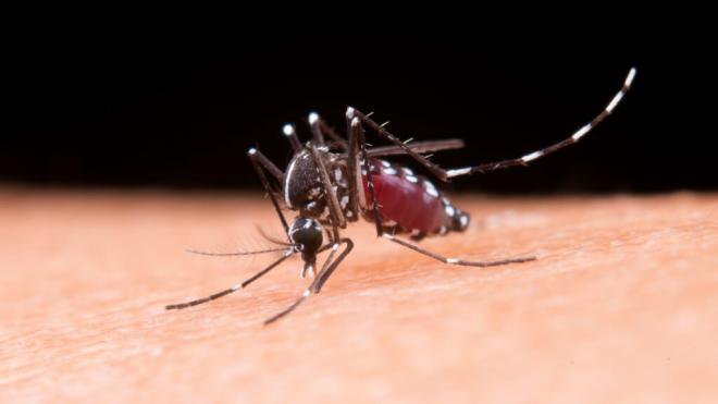Mosquito picando en la piel de una persona (Foto: Freepik)