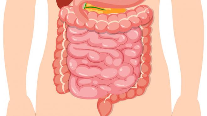 Representación gráfica del intestino grueso y delgado (Freepik)