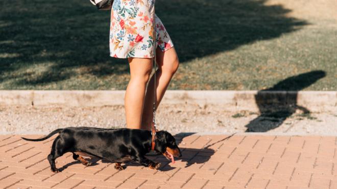 Mujer paseando por la calle a un perro salchicha (Foto: Freepik)