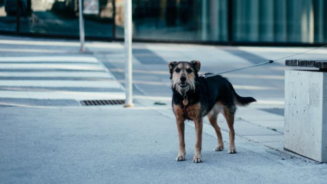 Perro con una correa en la calle (Fuente: Freepik)