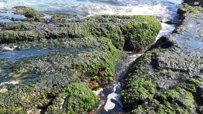 Ejemplares de un tipo concreto de algas -Ulva australis- en Agua Amarga, Alicante (Foto: Universida