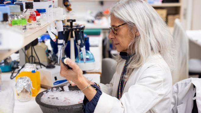 La experta Verònica Noé en la Facultad de Farmacia y Ciencias de la Alimentación (Foto: Universidad de Barcelona)